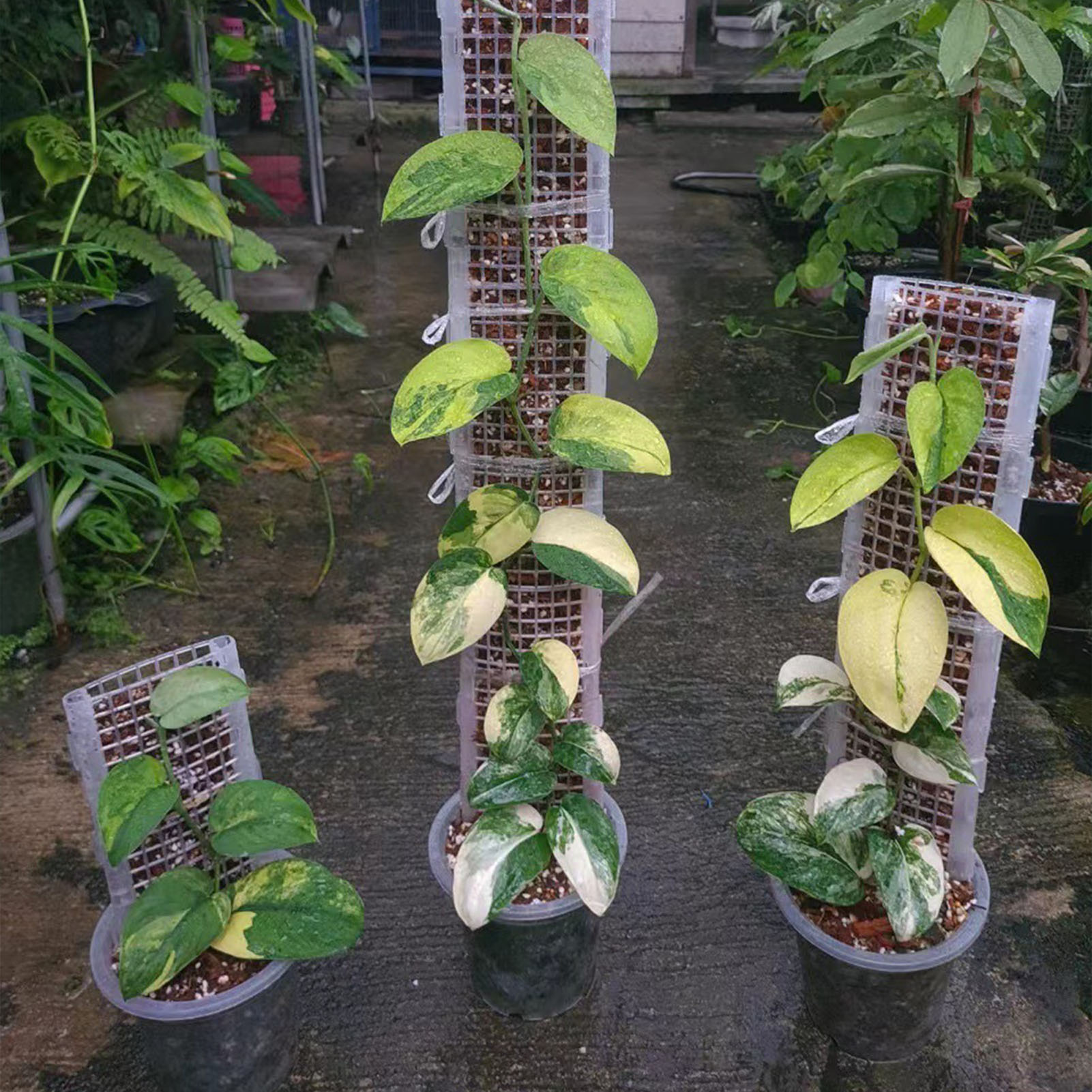 Plastic Moss Pole for Plants P - Monstera Thai Constellation ulasan dan harga