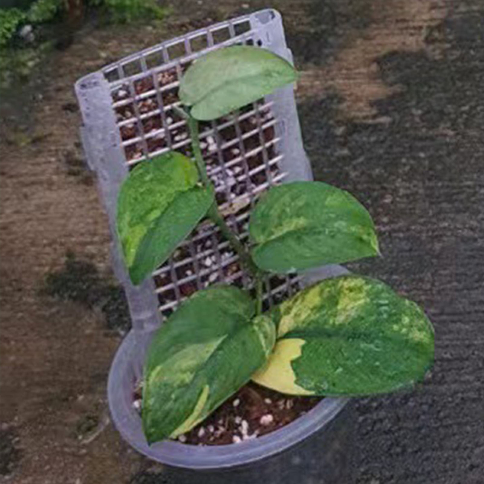Plastic Moss Pole for Plants P - Monstera Thai Constellation ulasan dan harga