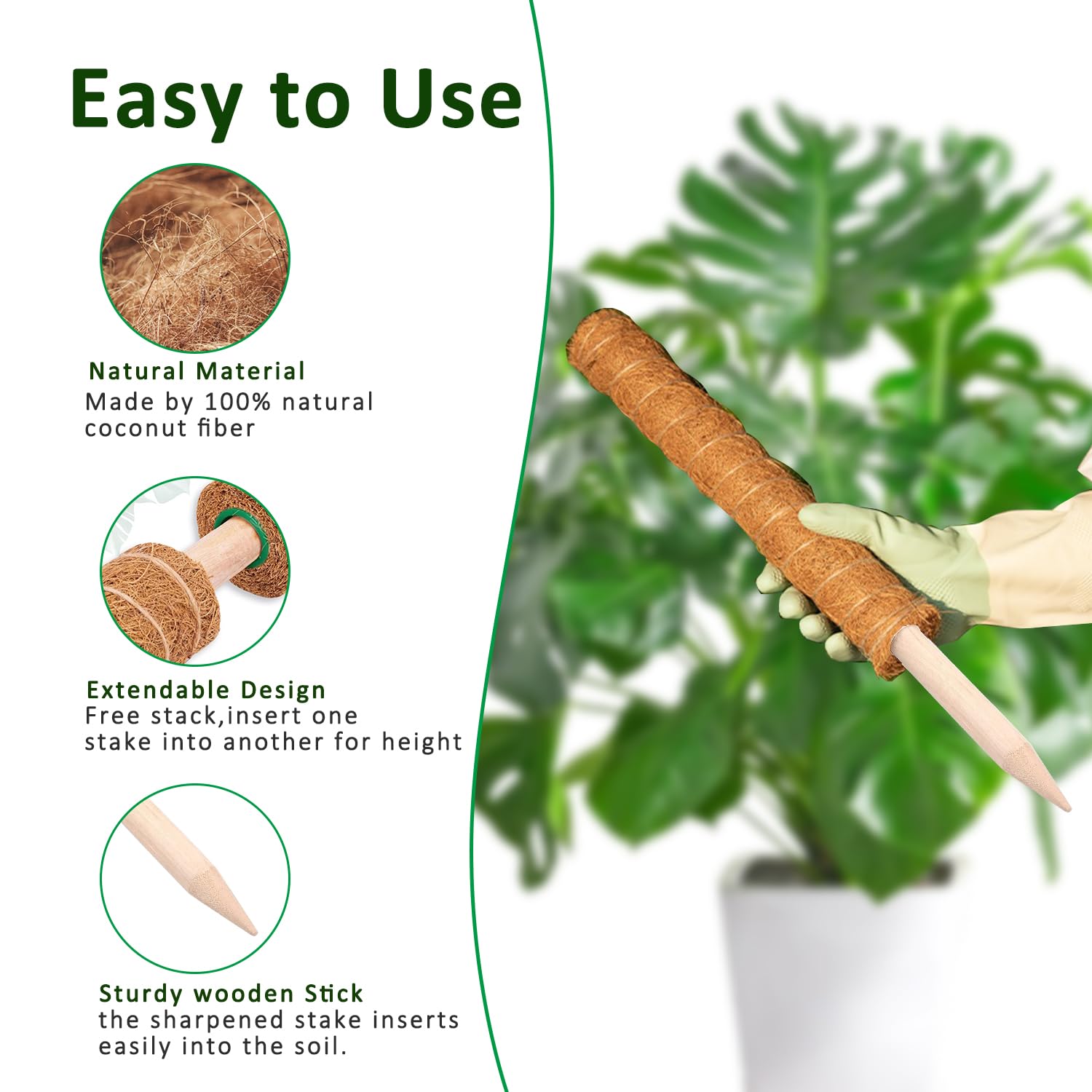 Moss Pole 38/43/53CM Monstera  - Monstera Thai Constellation ulasan dan harga