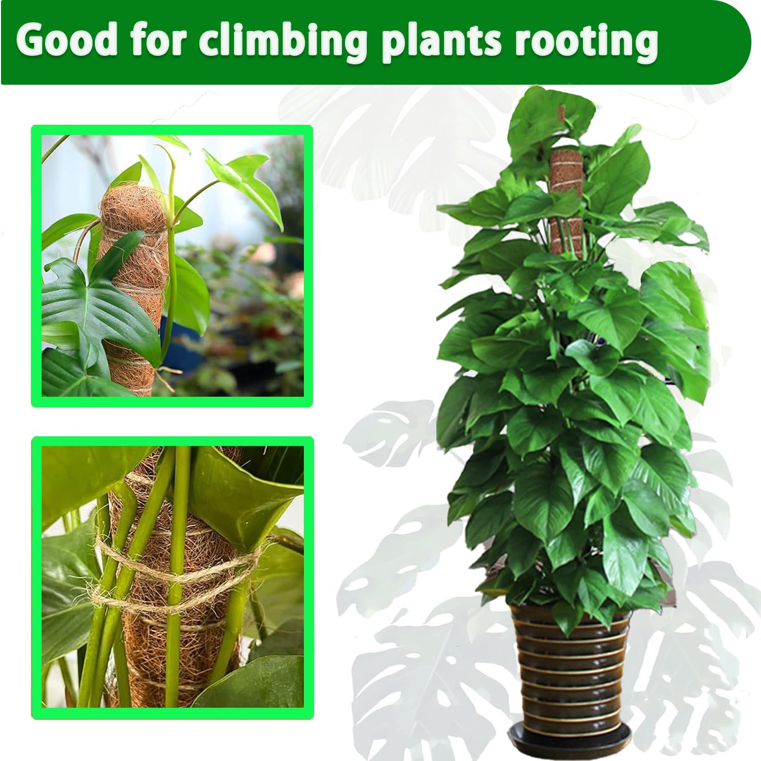 Moss Pole 38/43/53CM Monstera  - Monstera Thai Constellation ulasan dan harga