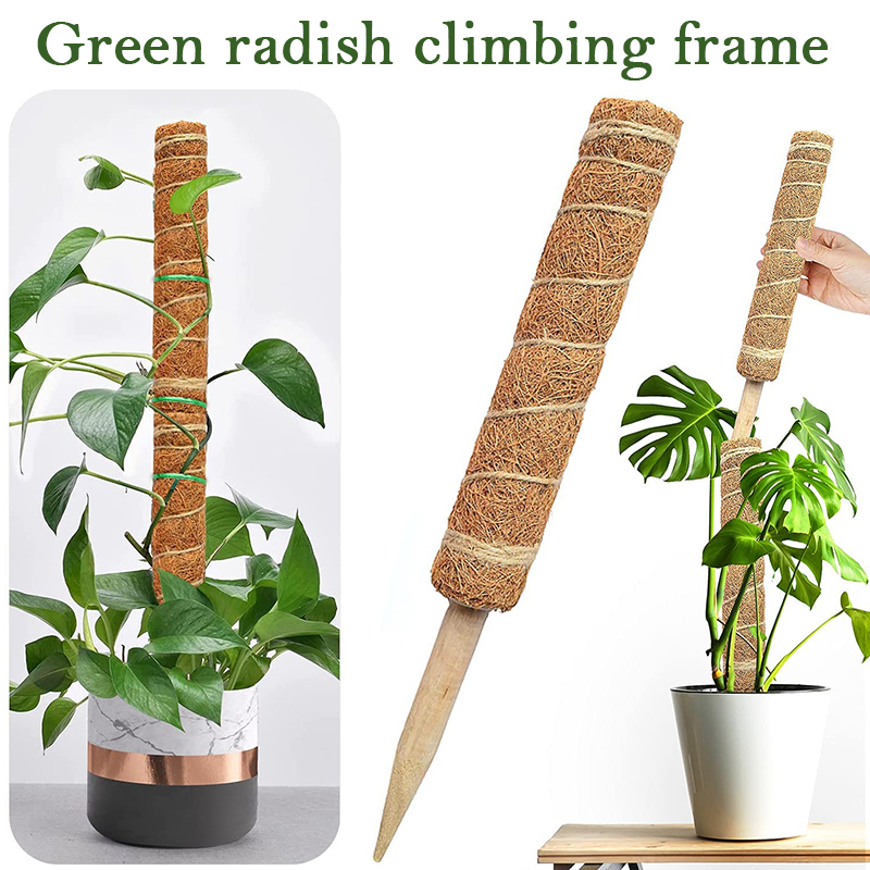 30/40/50cm Plant Climbing Coir - Monstera Thai Constellation ulasan dan harga