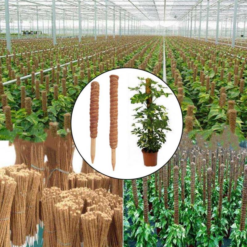30/40/50cm Plant Climbing Coir - Monstera Thai Constellation ulasan dan harga