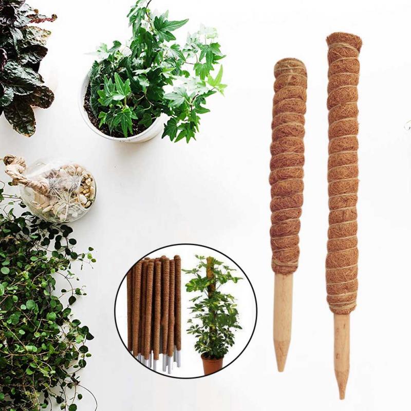 30/40/50cm Plant Climbing Coir - Monstera Thai Constellation ulasan dan harga