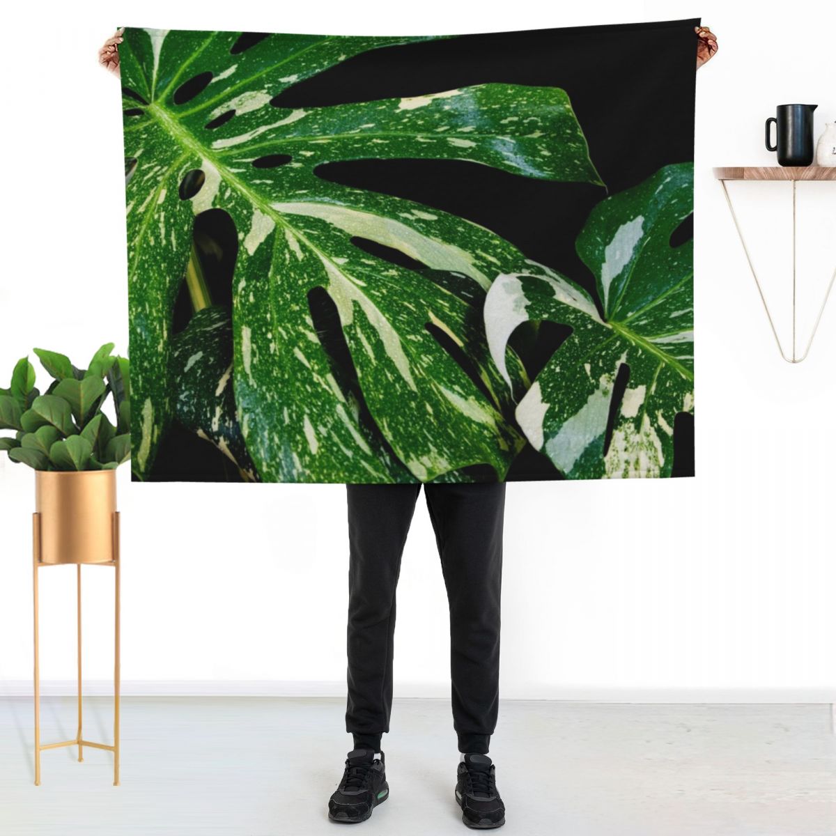 Monstera Thai Constellation Th - Monstera Thai Constellation ulasan dan harga