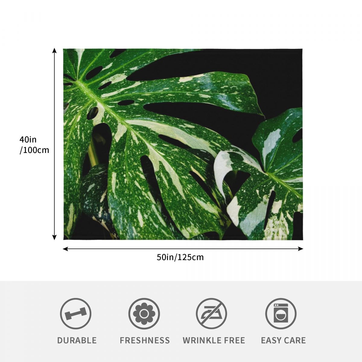 Monstera Thai Constellation Th - Monstera Thai Constellation ulasan dan harga