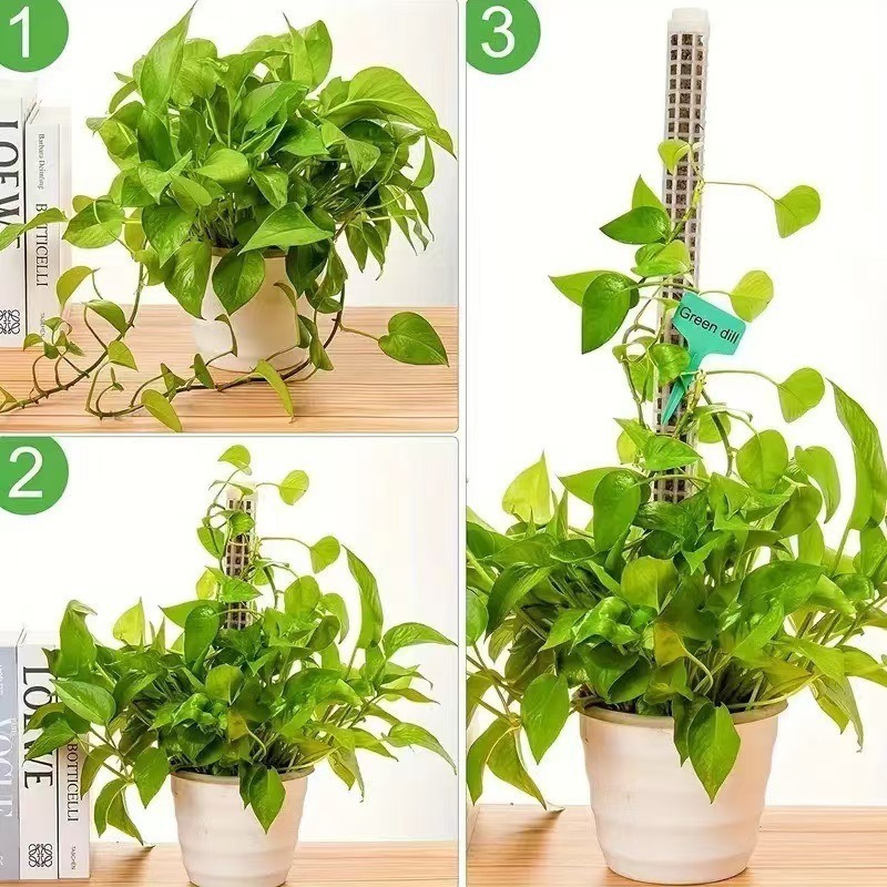 1/2/3pcs Self-watering Moss Po - Monstera Thai Constellation ulasan dan harga