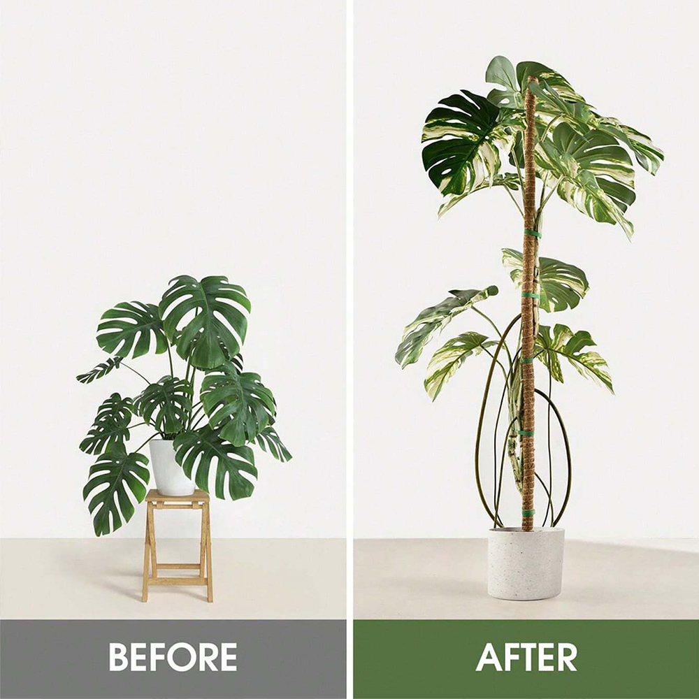 Moss Pole for Plants Monstera  - Monstera Thai Constellation ulasan dan harga